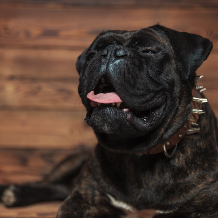 Starnuto inverso nel cane