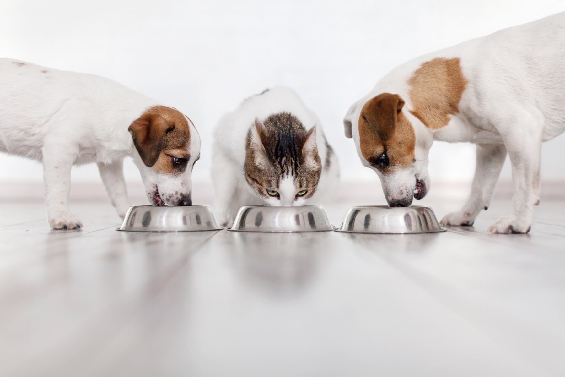 Tasty Pet per cani e gatti: un investimento nella loro salute