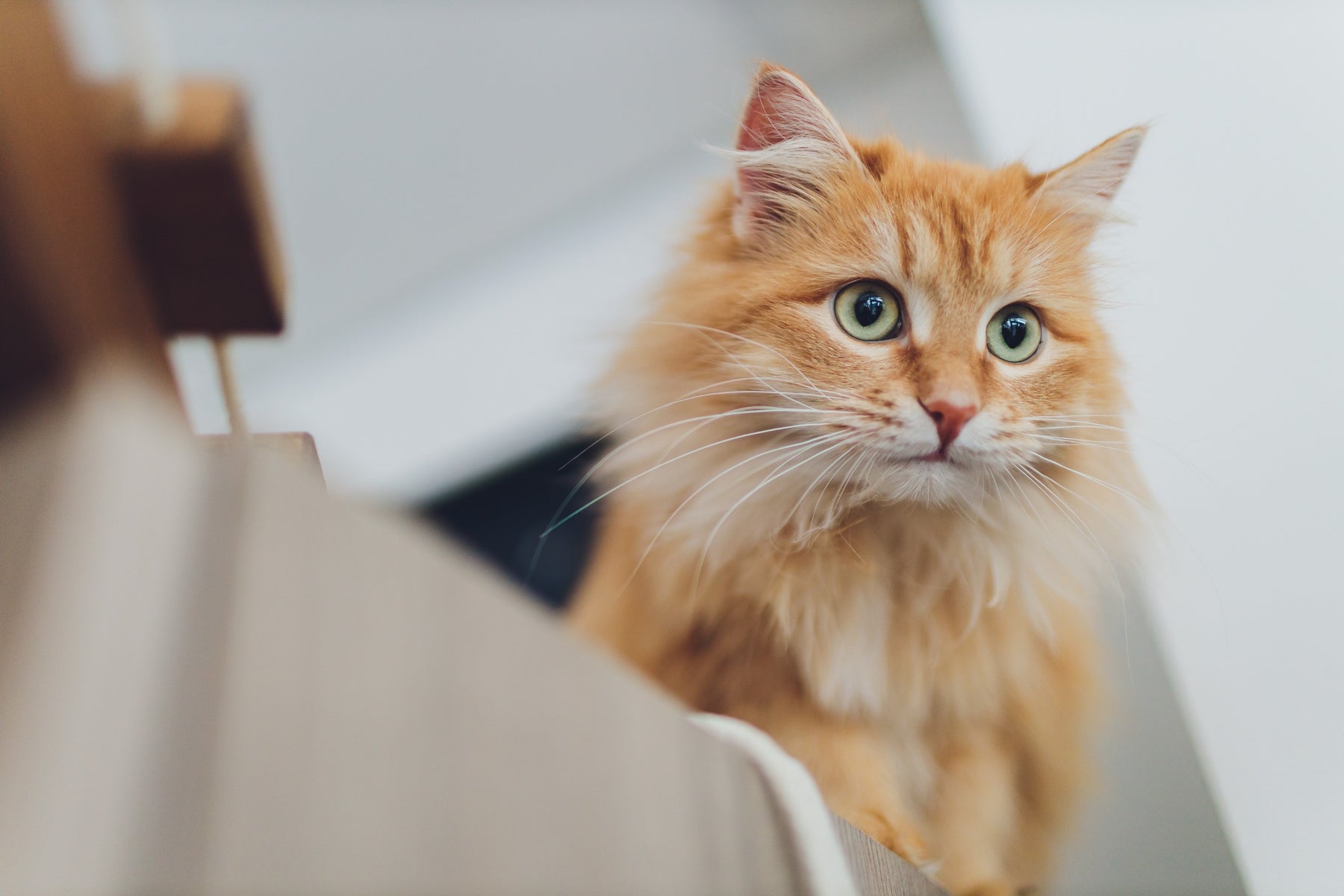 I gatti ingrassano dopo la castrazione o la sterilizzazione?