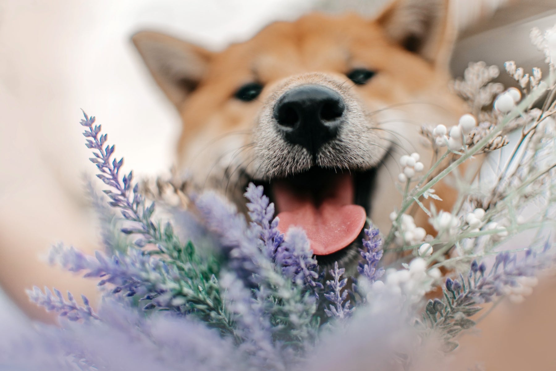 Primavera: Piante sicure per cani e gatti!