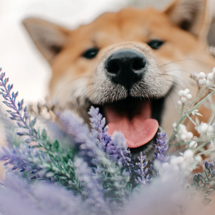 Primavera: Piante sicure per cani e gatti!