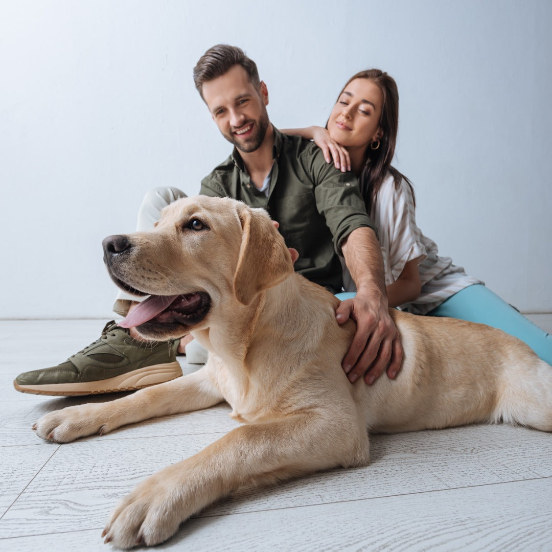 Quando sterilizzare un cane femmina e perché farlo