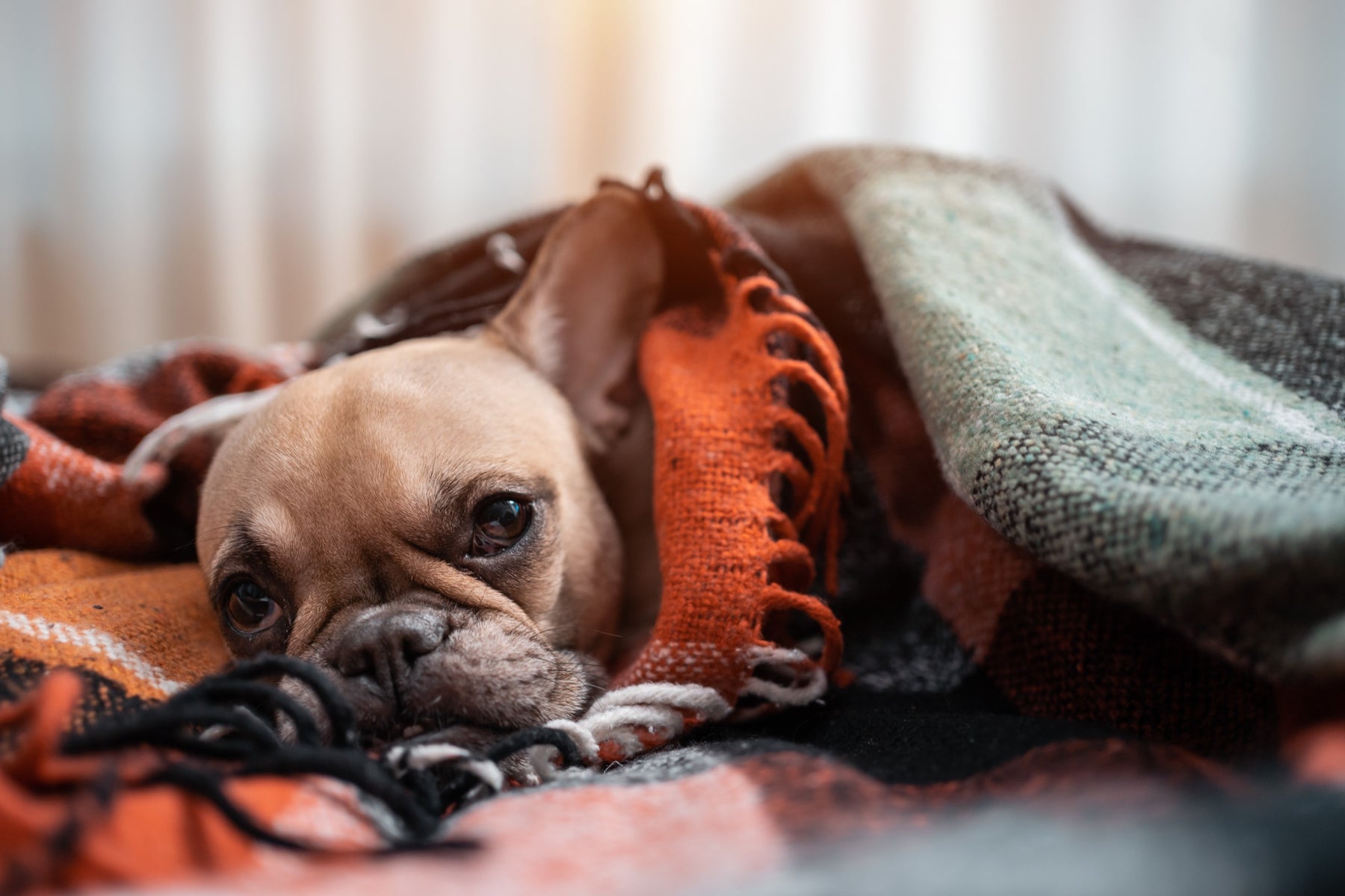 Cosa sognano i cani mentre dormono?