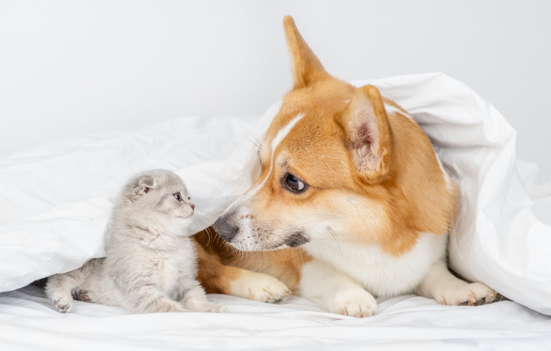 Differenze tra cani e gatti