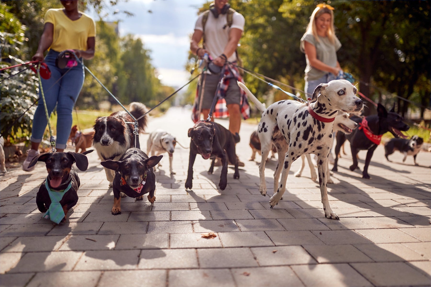 Quante razze di cani esistono nel mondo?