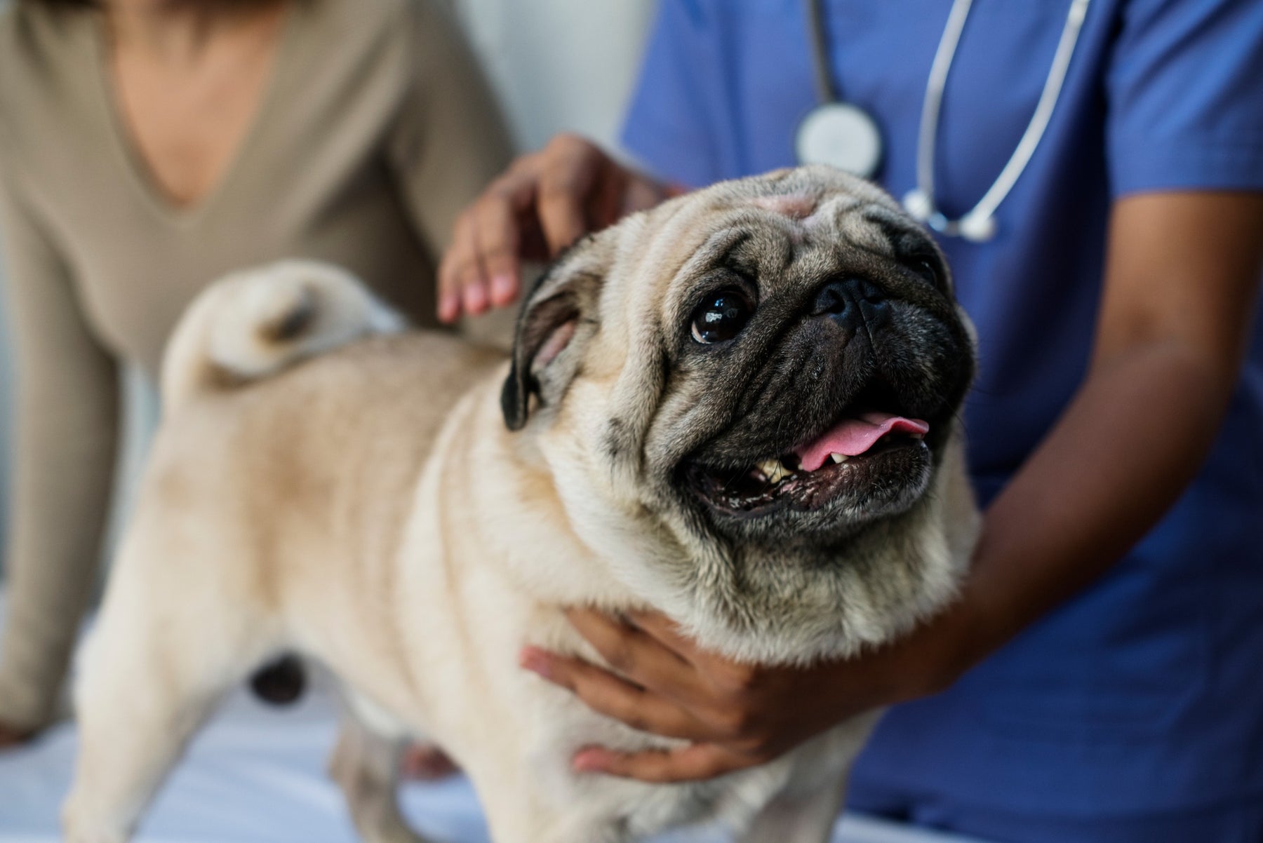 Perché il mio cane vomita? Cause e soluzioni