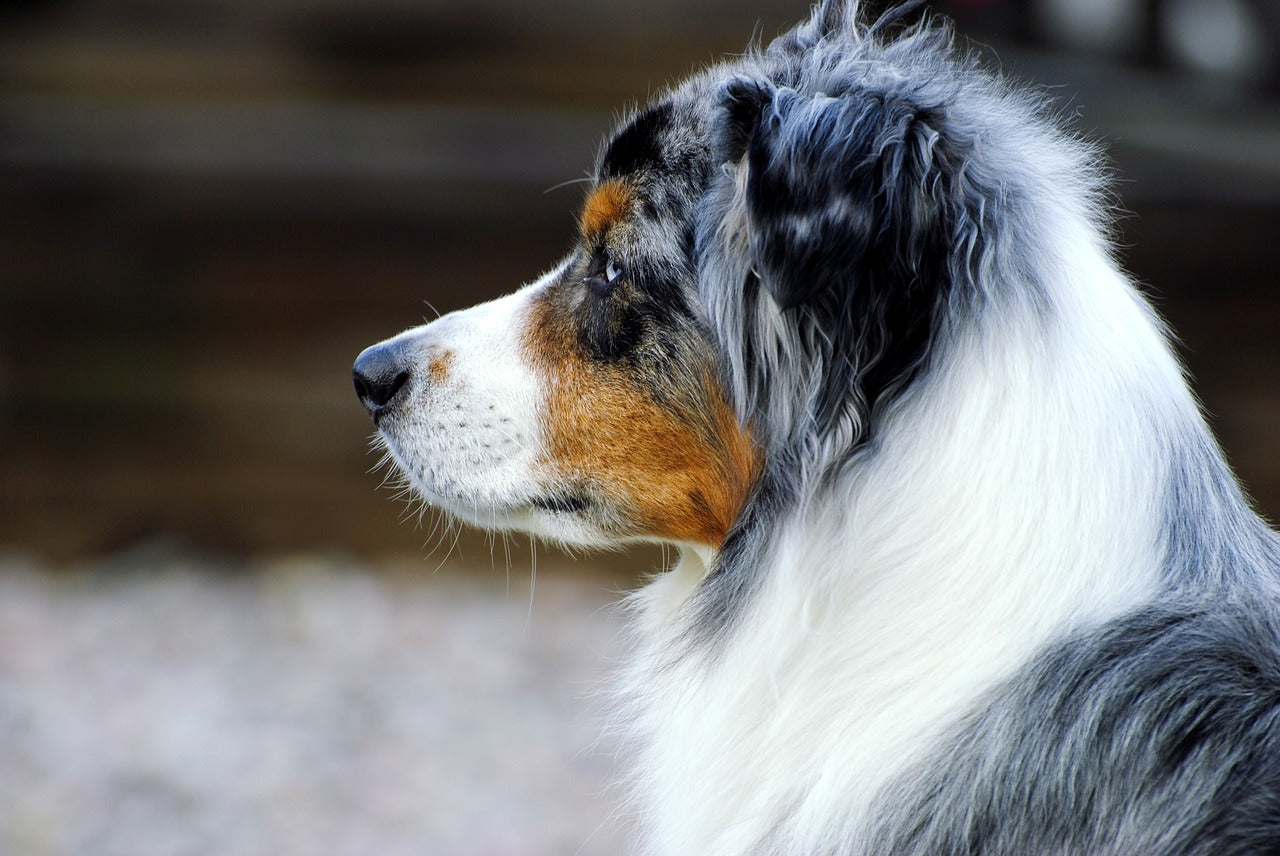 Il Cane Pastore Australiano...che non è australiano!