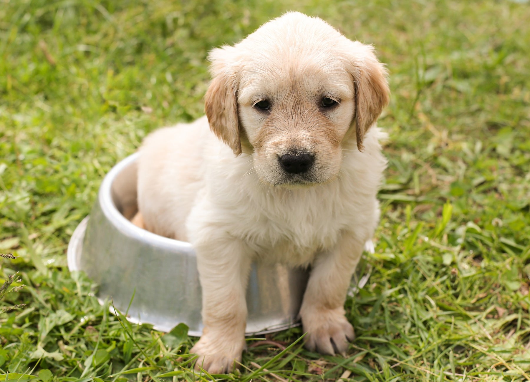 Perchè è così importante il calcio per i cuccioli di cane?