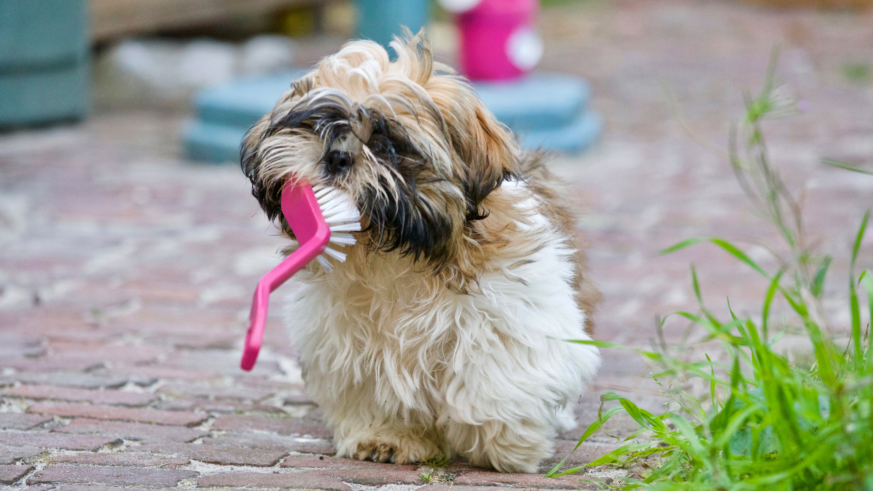 Come pulire i denti ai nostri cani