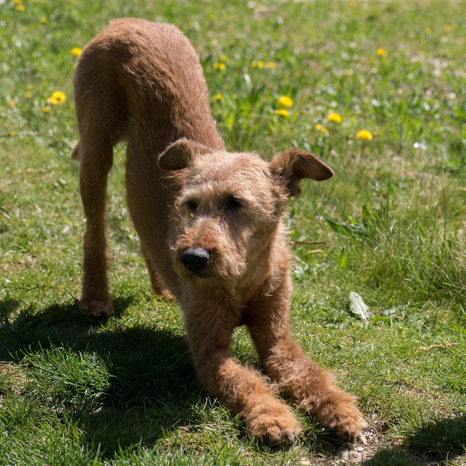 I cani alla conquista dello yoga!