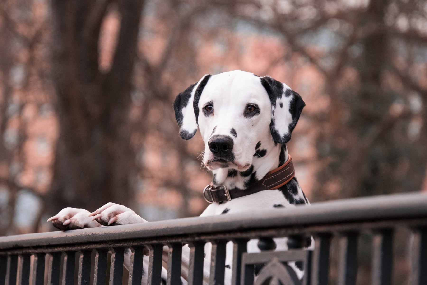 Il dalmata: il cane a macchie