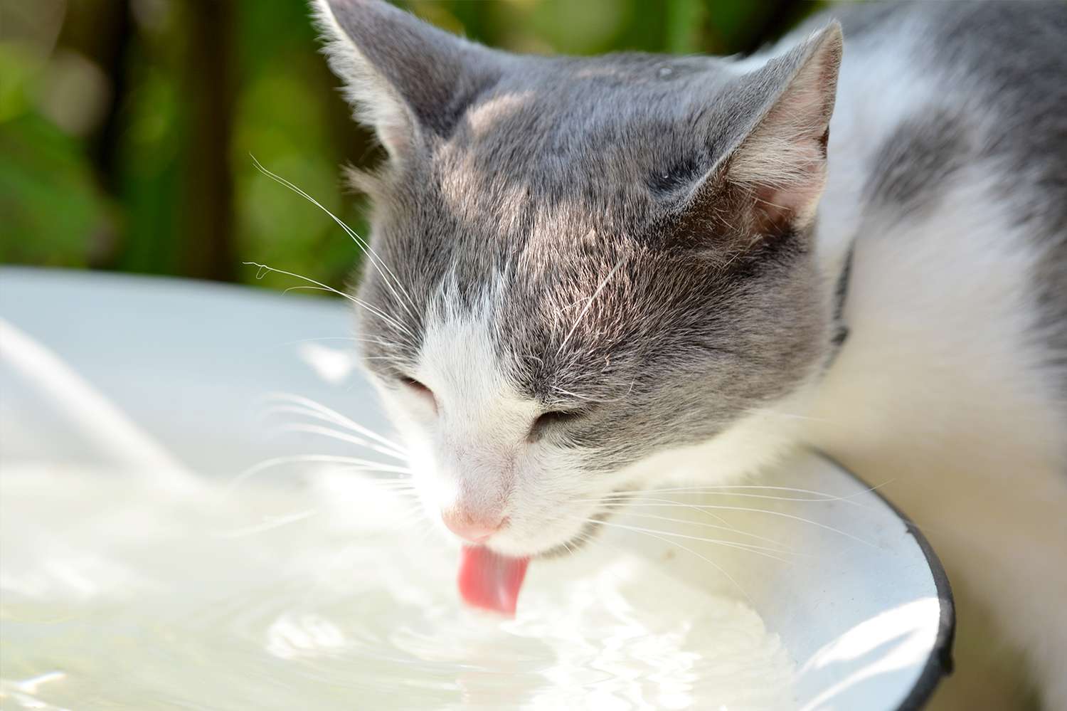 Si può dare il latte ai gatti?