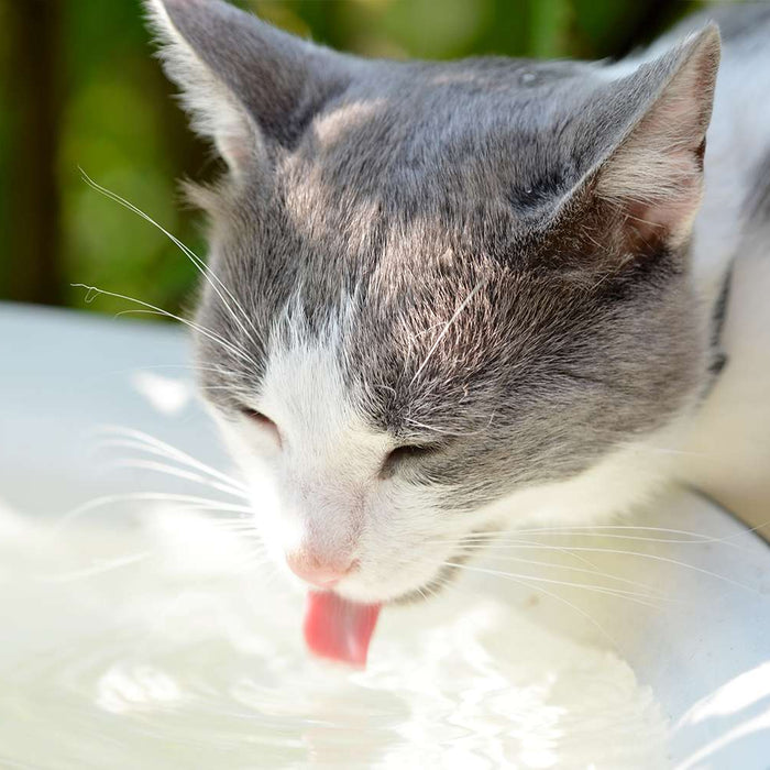 Si può dare il latte ai gatti?