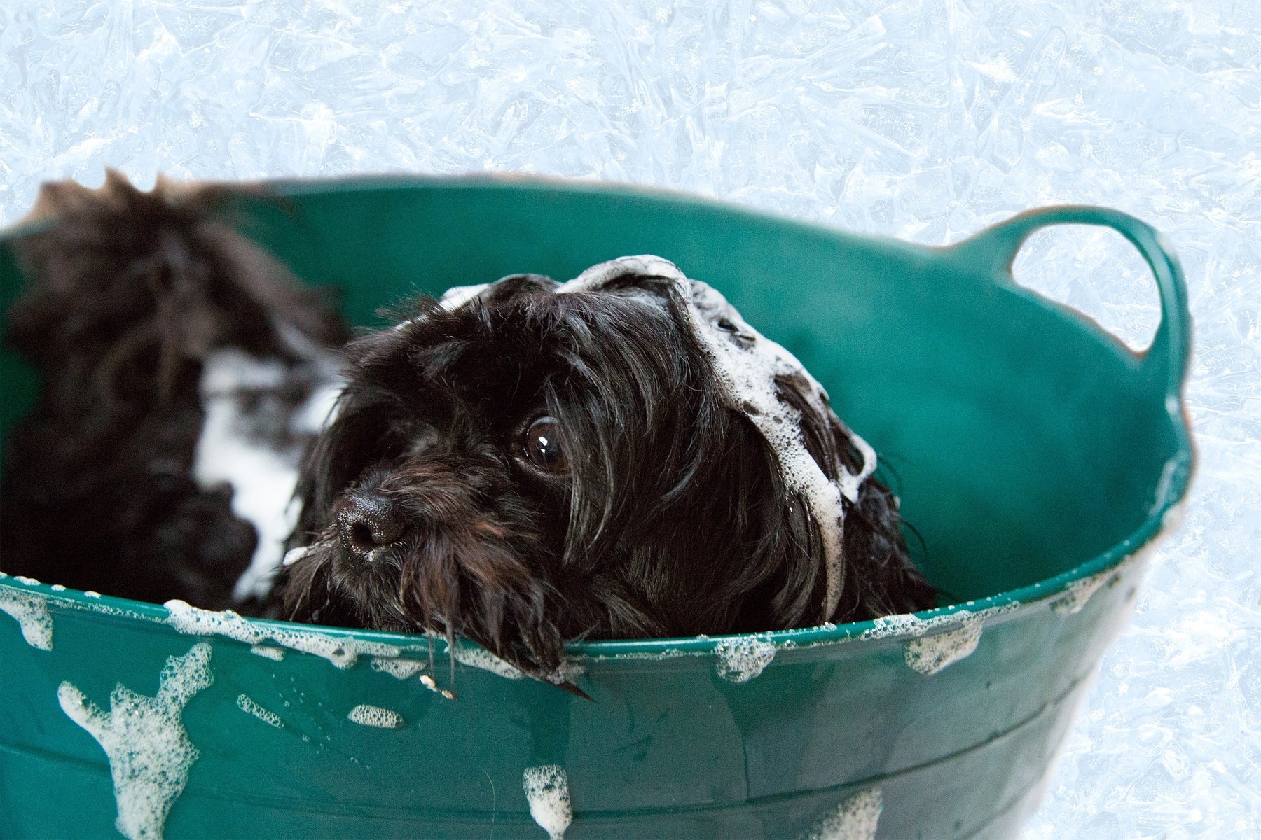 Quanto spesso possiamo lavare il cane?